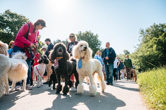 The team at Goodwoof are hosting a free pop up picture event this year in anticipation of the annual dog event. They will be visiting Gunwharf Quays and dog owners will be in for a chance of winning a stay at the Goodwood Hotel. 