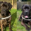 Big Moose is searching for his forever home after being taken in by the Stubbington Ark last July. 