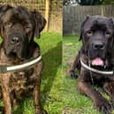 Big Moose is searching for his forever home after being taken in by the Stubbington Ark last July. 