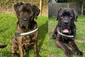 Big Moose is searching for his forever home after being taken in by the Stubbington Ark last July. 