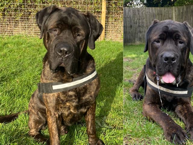 Big Moose is searching for his forever home after being taken in by the Stubbington Ark last July. 