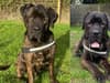 RSPCA: Stubbington Ark in Hampshire desperately looking for forever home for Big Moose the large mastiff