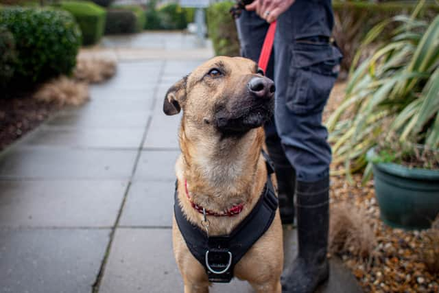 RSPCA The Stubbington Ark, Stubbington 
Pictured: Acorn 

Picture: Habibur Rahman