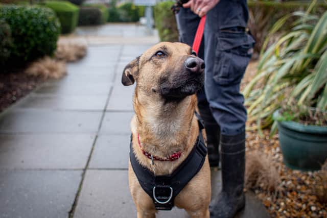 RSPCA The Stubbington Ark, Stubbington
Pictured: Acorn
Picture: Habibur Rahman