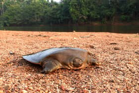 A Cantor's giant softshell turtle on the Chandragiri river in Kerala in India. The first-ever breeding population of an "incredibly rare" turtle has been discovered in India thanks to the detective work of British academics. Picture: Ayushi Jain/PA Wire.