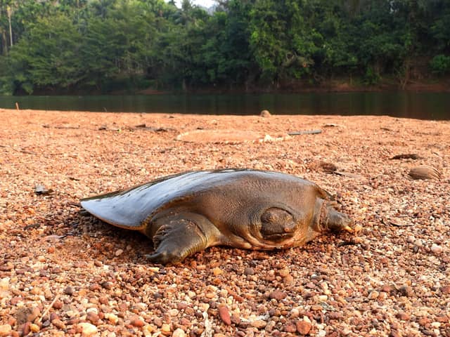 A Cantor's giant softshell turtle on the Chandragiri river in Kerala in India. The first-ever breeding population of an "incredibly rare" turtle has been discovered in India thanks to the detective work of British academics. Picture: Ayushi Jain/PA Wire.