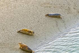 Seals at Langstone Harbour. Picture Marcin Jedrysiak