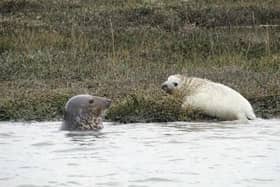 A grey seal pup which was recently born on the Beaulieu River is believed to be the first of its kind in Hampshire waters.