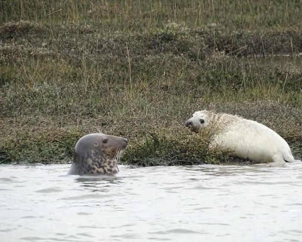 A grey seal pup which was recently born on the Beaulieu River is believed to be the first of its kind in Hampshire waters.