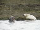 A grey seal pup which was recently born on the Beaulieu River is believed to be the first of its kind in Hampshire waters.