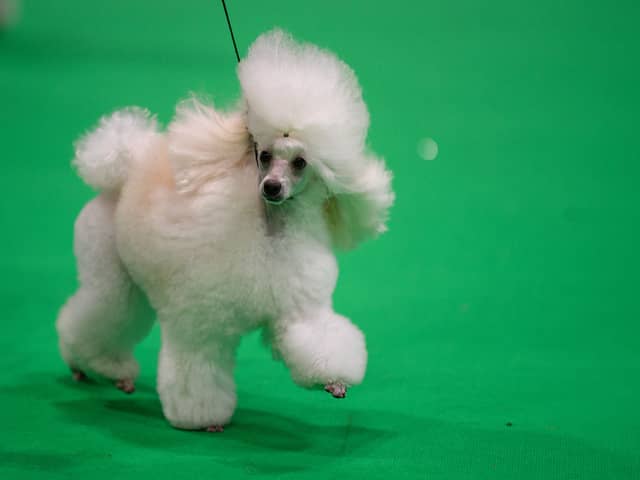 A Toy Poodle dog is judged on the third day of the Crufts dog show at the National Exhibition Centre in Birmingham, central England, on March 12, 2022. (Photo by OLI SCARFF / AFP)