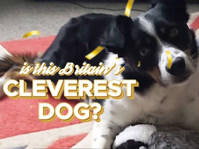 Max the Border Collie knows the names of all 231 of his toys.