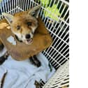 The RSPCA has received almost 13,000 reports about animals found severely injured, trapped, mutilated, choked or even dead from carelessly discarded litter over the past four years.