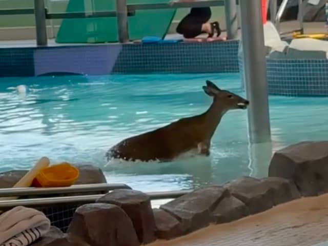 Deer takes a dip in a public swimming pool. The wild animal smashed through the window of a recreation centre, and leapt into the pool during a children's swimming lesson.