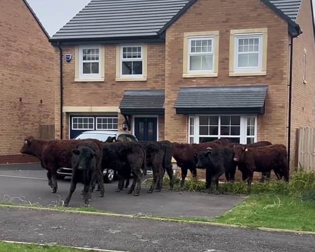 Cows in the road in a housing estate in Longridge. Residents of a new-build countryside estate awoke to a herd of cows MOOving through front gardens.