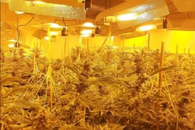 A cannabis factory containing 130 plants was discovered by police in Havant Road. Picture: Hampshire and Isle of Wight Constabulary.