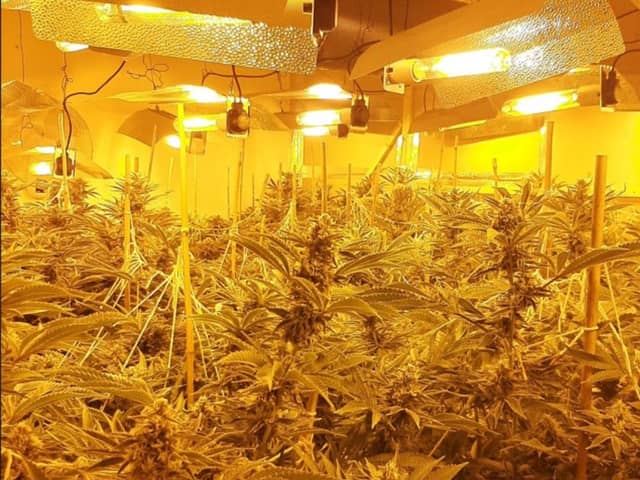 A cannabis factory containing 130 plants was discovered by police in Havant Road. Picture: Hampshire and Isle of Wight Constabulary.