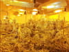 Large cannabis factory found during city-wide drugs operation
