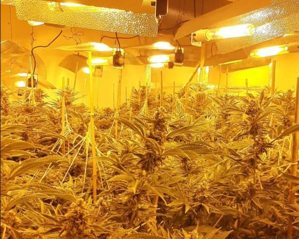 A cannabis factory containing 130 plants was discovered by police in Havant Road. Picture: Hampshire and Isle of Wight Constabulary.