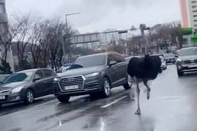 An escaped ostrich holds up traffic in South Korea.