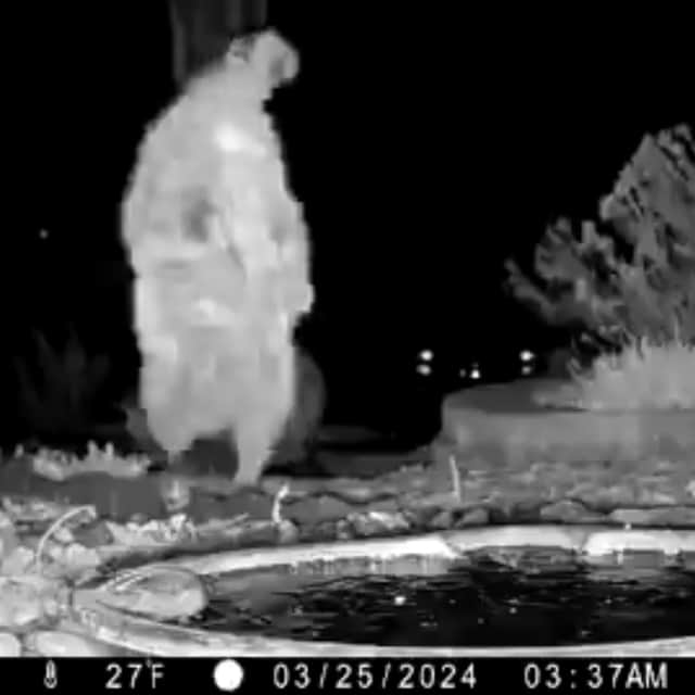 A raccoon completes a handstand in front garden.