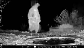 A raccoon completes a handstand in front garden.