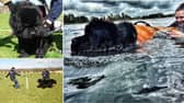 Adorable Newfoundland dogs during their water rescue training sessions.