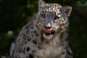Marwell Zoo has welcomed snow leopard, Warjun. 
Credit – Zoo Zurich, Peter Bolliger