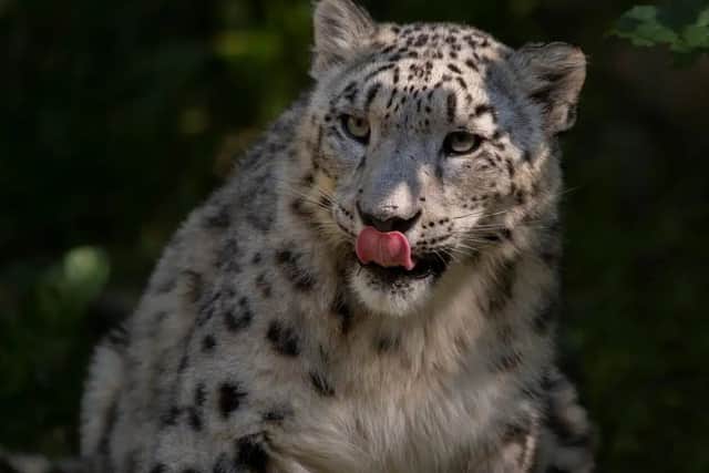 Marwell Zoo has welcomed snow leopard, Warjun.
Credit – Zoo Zurich, Peter Bolliger