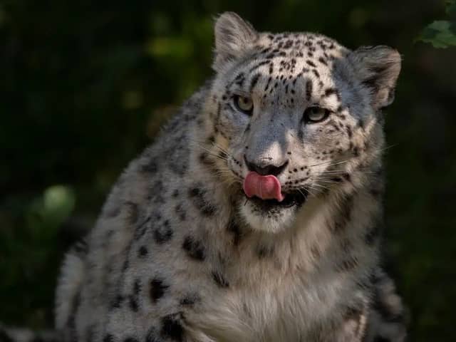 Marwell Zoo has welcomed snow leopard, Warjun. 
Credit – Zoo Zurich, Peter Bolliger