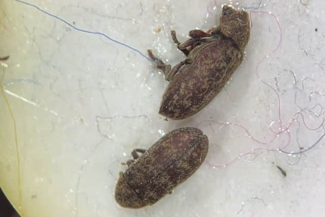 Examples of the deathwatch beetles which have been on HMS Victory. These insects have been spotted on the historic ship since 1932.