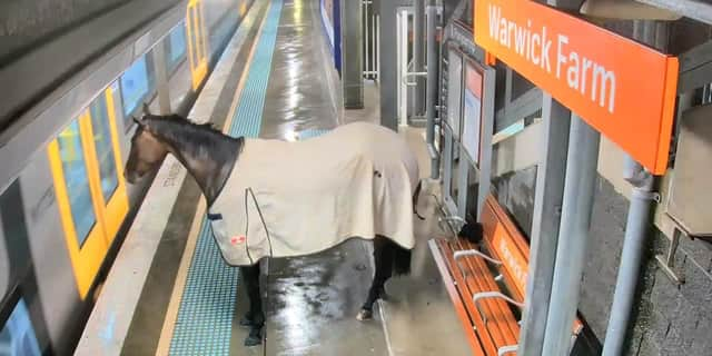 Escaped horse waits for train.