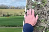 Motorist's alleged sighting of 'panther-like' big cat and its prints.