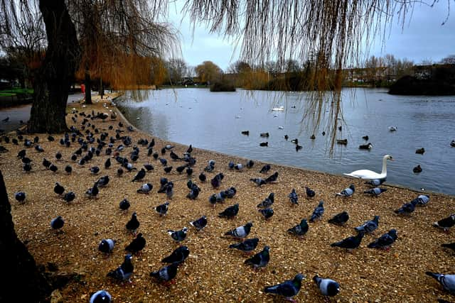 Baffins Pond in Portsmouth.