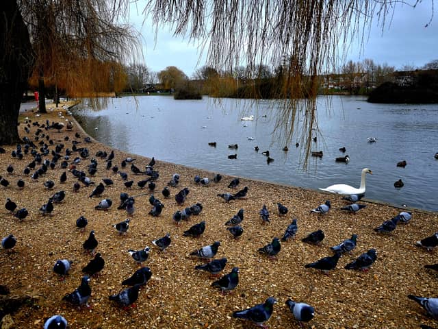 Baffins Pond in Portsmouth.