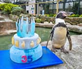 Spneb, Europe's oldest penguin, celebrates her 36th birthday with a fish themed cake at Paradise Park, Cornwall.