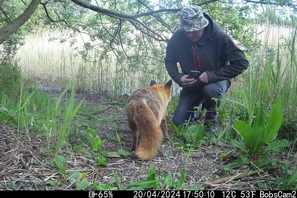 Video grab of Bob Dunlop's interaction with a friendly fox  near his home in Littleport, Cambs. 
