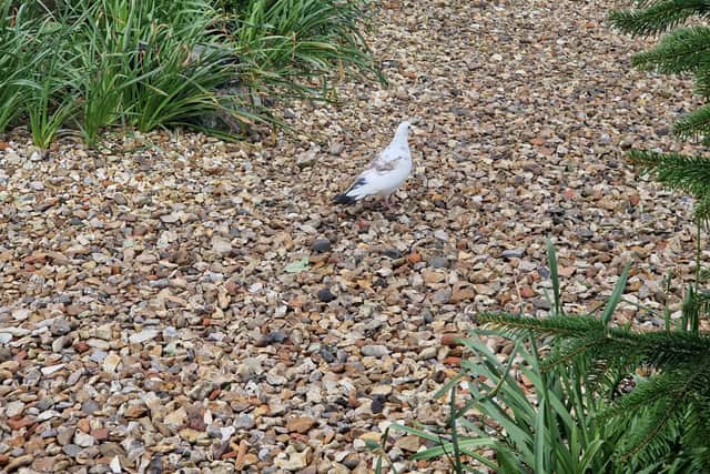 A dove at The People's Memorial at Langstone Harbour.