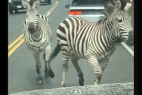 A motorist was bemused to find himself facing four zebras on the loose in North Bend, Washington, on Sunday, April 28.