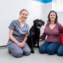 Warrior with vet Laura Gallagher (left), puppy parent Eimear Hobby (centre) and Hounds for Heroes trainer Lauren Butcher