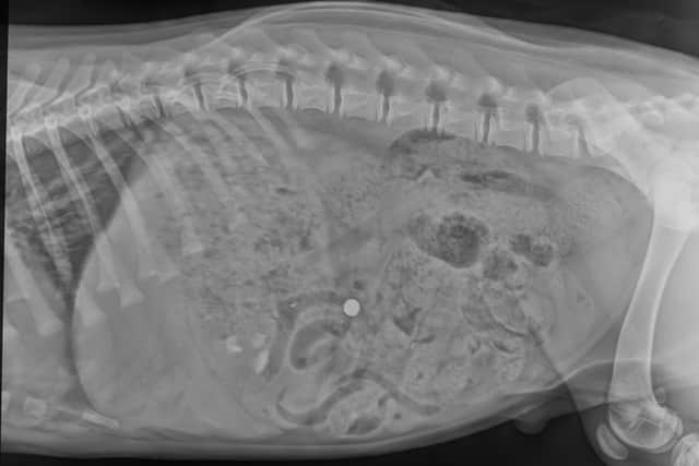 An X-ray showing the button battery inside Warrior’s intestine. Picture: VetPartners
