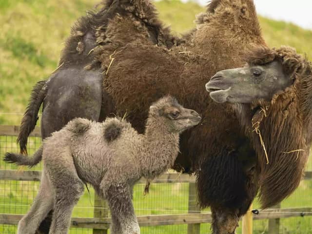 Baby camel Sally trots around her paddock.