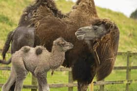 Baby camel Sally trots around her paddock.