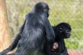 Rare baby spider monkey makes first appearance at zoo.