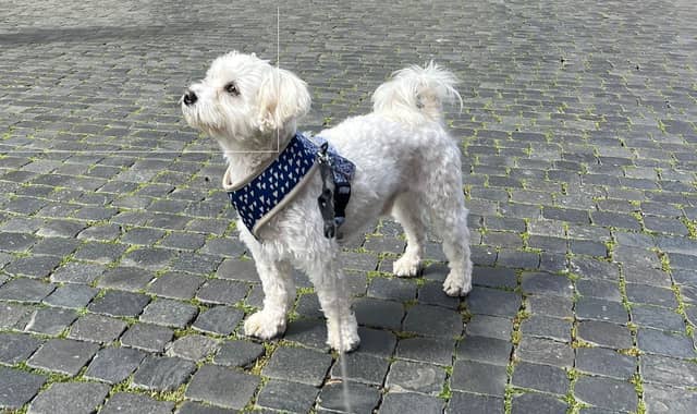 Woman takes her dog on trip around Italy.