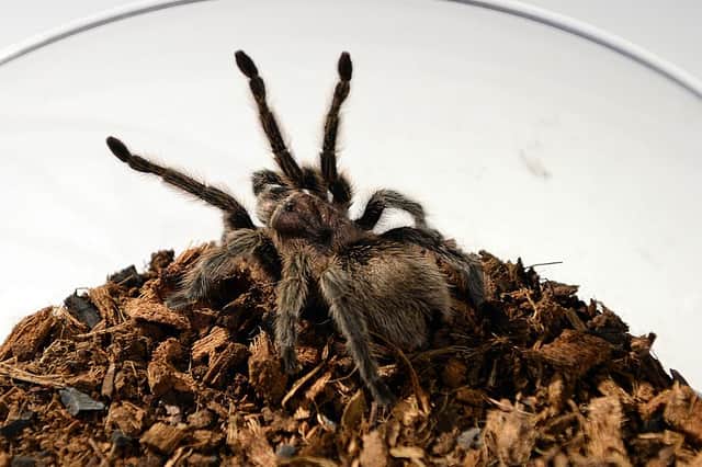 Mr Prendini is the curator of the American Museum of Natural History's spider, scorpion, and centipede collections (Photo: DON EMMERT/AFP via Getty Images)