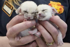 A pair of tiny fox kits, weighing 46 grams each, are being hand-reared by keepers at a safari park. 