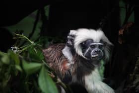 Marweel Zoo has welcomed a critically endangered cotton-top tamarin. 