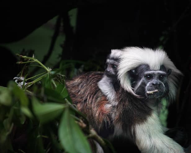 Marweel Zoo has welcomed a critically endangered cotton-top tamarin. 