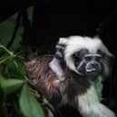 Marweel Zoo has welcomed a critically endangered cotton-top tamarin. 